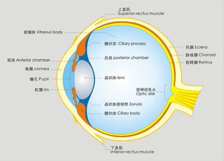 告訴你個(gè)“小秘密”：為什么眼睛不怕冷？